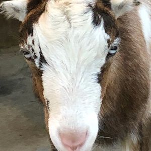 Meet your Posher, Rita